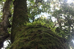 Hymenophyllum fujisanense
