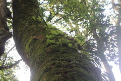 Hymenophyllum fujisanense
