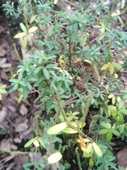 Peperomia leptophylla