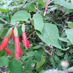 Salvia gesneriiflora