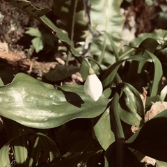 Galanthus woronowii