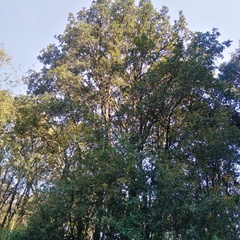 Alnus jorullensis