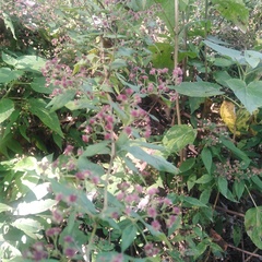 Lopezia racemosa