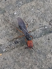 Odontomachus erythrocephalus