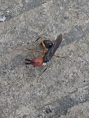 Odontomachus erythrocephalus