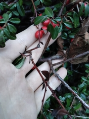 Pyracantha crenulata