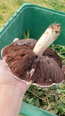 Agaricus campestris