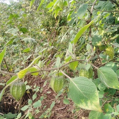 Physalis coztomatl