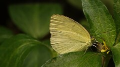 Eurema brigitta