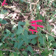 Salvia fulgens