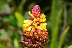 Elleanthus myrosmatis