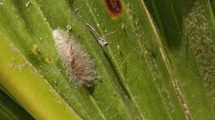 Scirpophaga incertulas