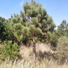 Pinus montezumae