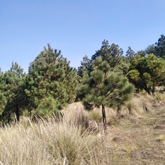 Pinus montezumae