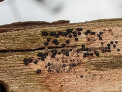 Rosellinia subiculata