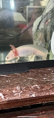 Ambystoma mexicanum