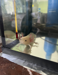 Ambystoma mexicanum