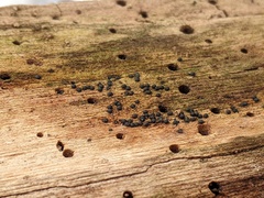 Rosellinia subiculata