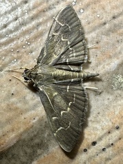 Pilocrocis ramentalis