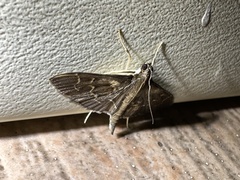 Pilocrocis ramentalis