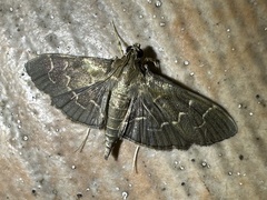 Pilocrocis ramentalis