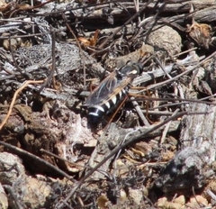 Mitrodetus dentitarsis