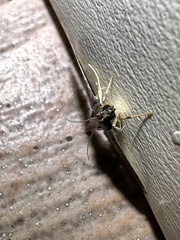 Pilocrocis ramentalis