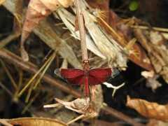 Neurothemis papuensis