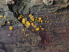 Dacrymyces minor