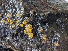 Dacrymyces minor