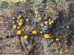 Dacrymyces minor