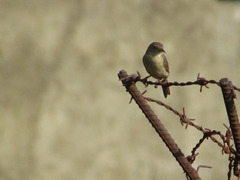 Curruca communis