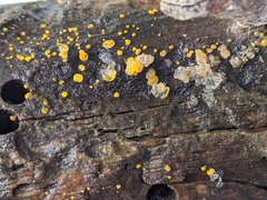 Dacrymyces minor