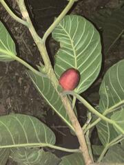 Ficus