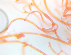 Dacrymyces minor