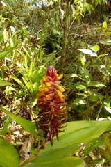 Elleanthus myrosmatis