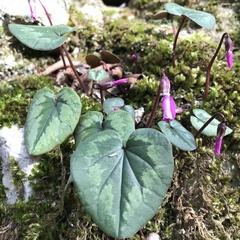 Cyclamen coum