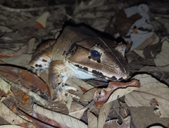 Limnonectes leporinus