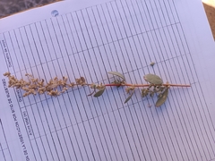 Atriplex barclayana