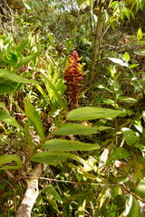 Elleanthus myrosmatis