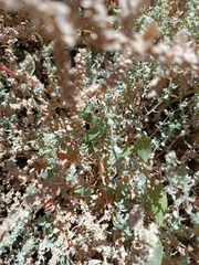 Atriplex barclayana