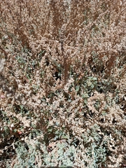 Atriplex barclayana
