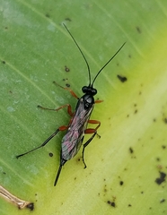 Pimpla turionellae
