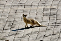 Cynictis penicillata