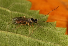 Lathrolestes verticalis