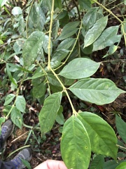 Lasianthus hispidulus