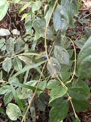 Lasianthus hispidulus
