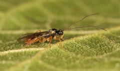 Lathrolestes verticalis