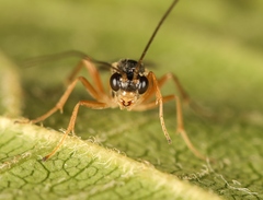 Lathrolestes verticalis