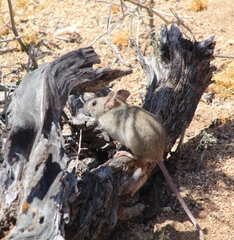 Oligoryzomys longicaudatus